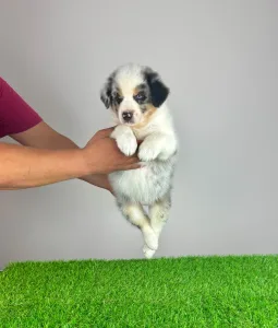 Australian Shepherd - Talizman