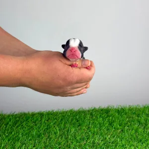 Boston Terrier - Halvor