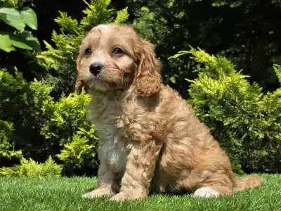 Cavapoo - Bob