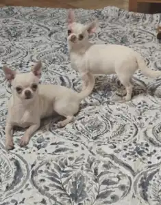 Chihuahua - Wella