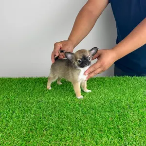 Chihuahua - Kimi