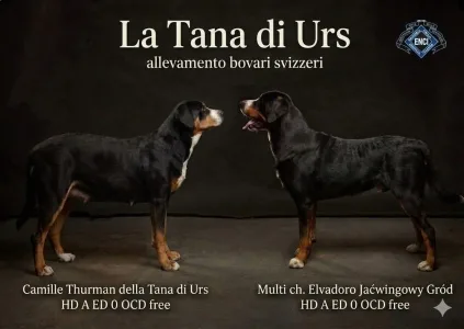 Nagy svájci havasi kutya - Ever Della Tana Di Urs 