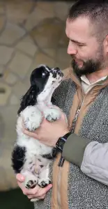 Amerikai cocker spániel - Ibiza Of Your Sweetest Dream