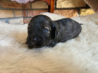 Cavapoo - Norton