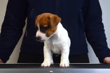 Jack Russell Terrier - Gold Leash Utamaro