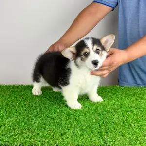 Welsh Corgi Pembroke - Benetton