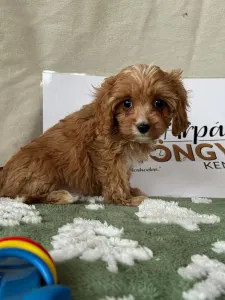 Cavapoo - Mangó