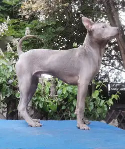 Thai Ridgeback - Bloom Wild-romance Of Chiang Exotic Wolfs