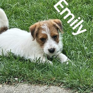 Terrier Jack Russell - Emily Won Darka