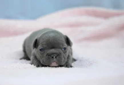 Bulldog francez - Monique