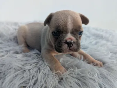 Bouledogue français - David