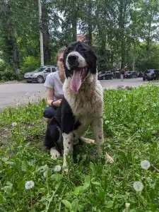 Cane da pastore dell'Asia centrale - Gaplan Iz Zamka Larisi