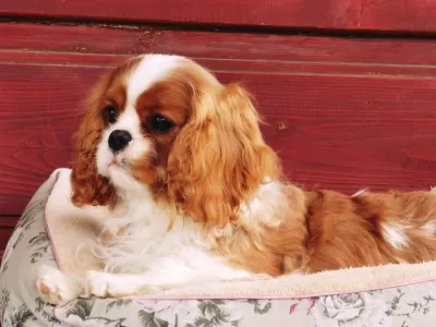 Cavalier King Charles spániel - Arisa Harmony Of Life 