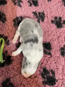 Border Collie - Zöld Nyakörv/ Slate Merle Szuka