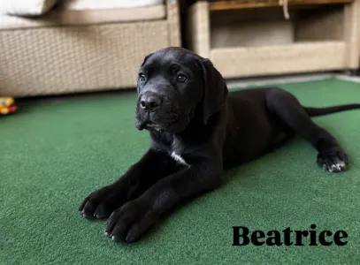 Cane Corso - Beatrice