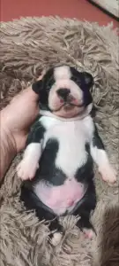 Boston Terrier - Rudolf ( Rudolph )