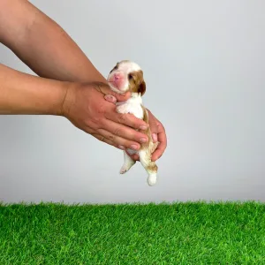 Cavalier King Charles Spaniel - Karosso