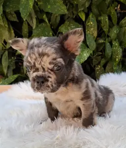 Französische Bulldogge - Max