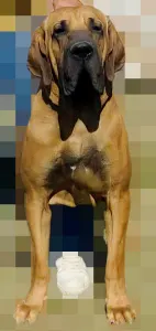 Mastiff brazilian - Jose, Joao, Joshua, Julio