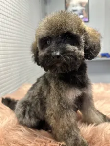 Poodle Miniature - Sweet Pie