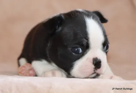 Boston Terrier - Mae Mae On Hold