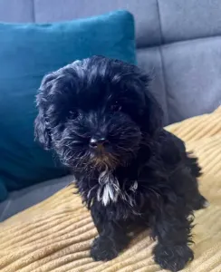 Maltipoo - Bagira