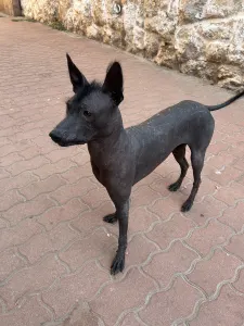 Mexican Hairless Dog - Mariska
