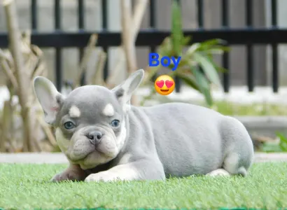 Bulldog francese - Loki