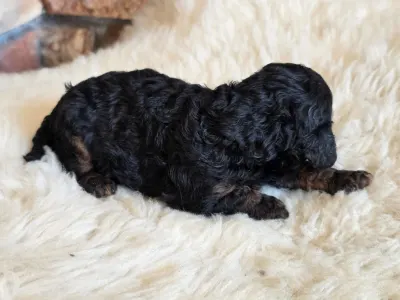 Cavapoo - Nobu