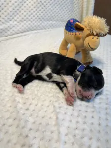 Portugalský vodní pes - Brooks