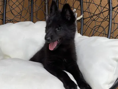 Chien de Berger Belge - Gerőcsvári Black Diamond Hetty