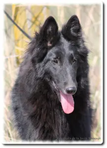 Belgischer Schäferhund - De La Terre Sauvage