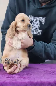 Englischer Cocker Spaniel - J.d. Of Your Sweetest Dream