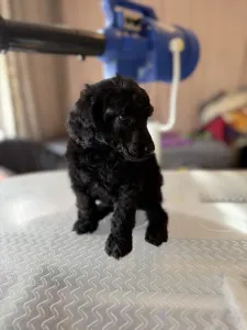 Střední pudl - Black Boy