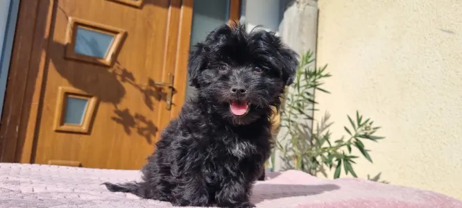 Maltipoo - Zora