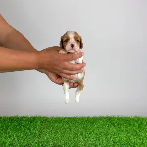 Cavalier King Charles Spaniel - Mimi