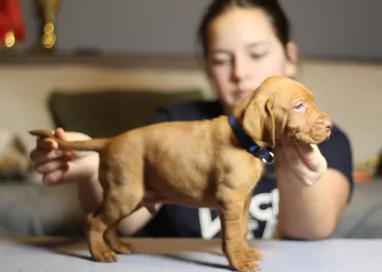 Hungarian Short-haired Vizsla - Alfa Romeo