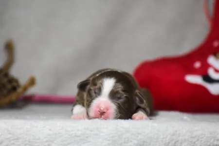 Miniatur amerikanischer Schäferhund - Winstead Oath To The Wild River