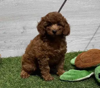 Poodle Miniature - Yessica