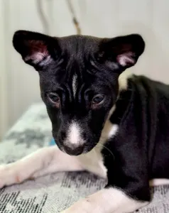 Basenji - Black&white Girl Name- Oyana Lucky Alien 