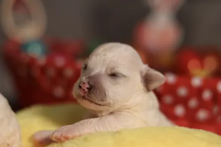 Bichon Frise - Leonardo