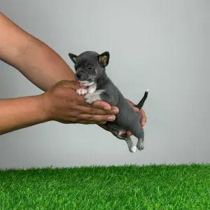 Chihuahua - Onix