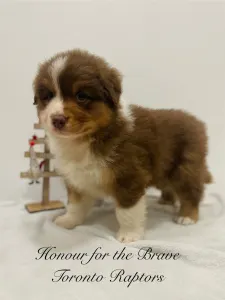 Berger australien - Honour For The Brave Toronto Raptors