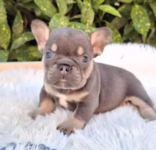 Francia bulldog - Donnie