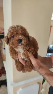 Poodle Miniature - Miniature F