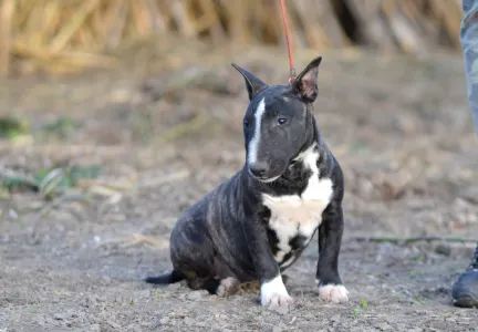 Bulterrier miniaturowy - Aruba