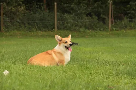 Welsh Corgi Pembroke - Gingers Heritage Lord Aeron
