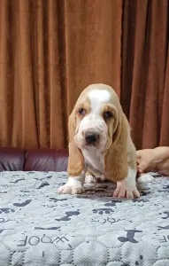 Basset Hound - Ciklon