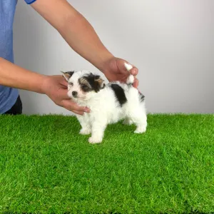 Biewer Terrier - Olina