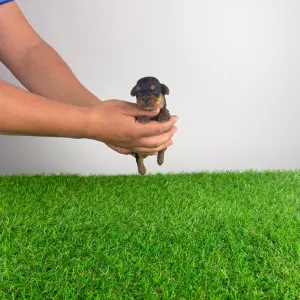 Yorkshire Terrier - Henny